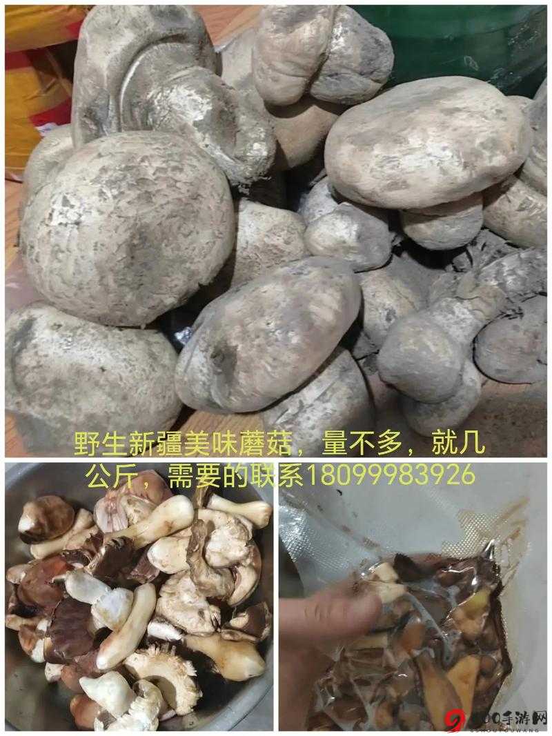 蘑菇mogu官方网站：开启你的美味蘑菇之旅