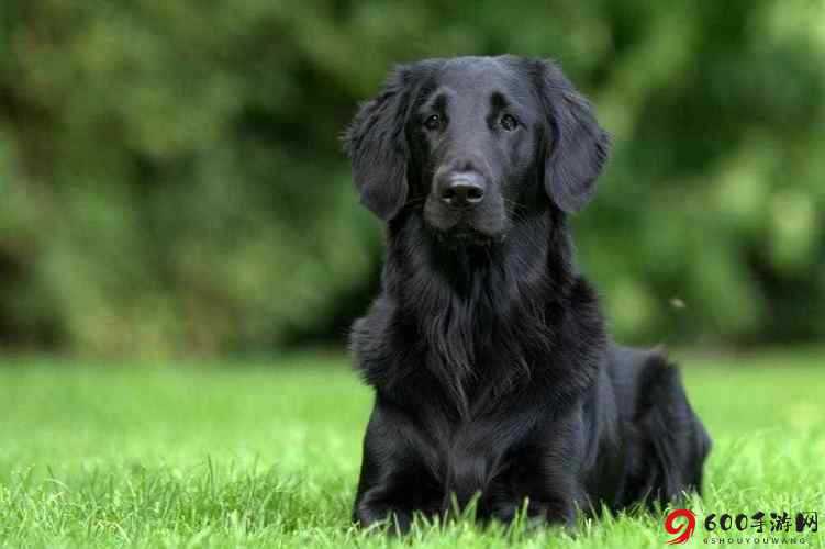 费爵娜跟踪の母狗收服,强制捆绑调教,激情狂操：变态猎犬的极限驯服