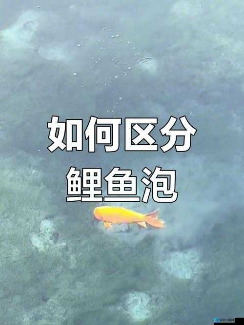 夹一夹和鲤鱼吸水的区别到底在哪里以及具体解析和对比